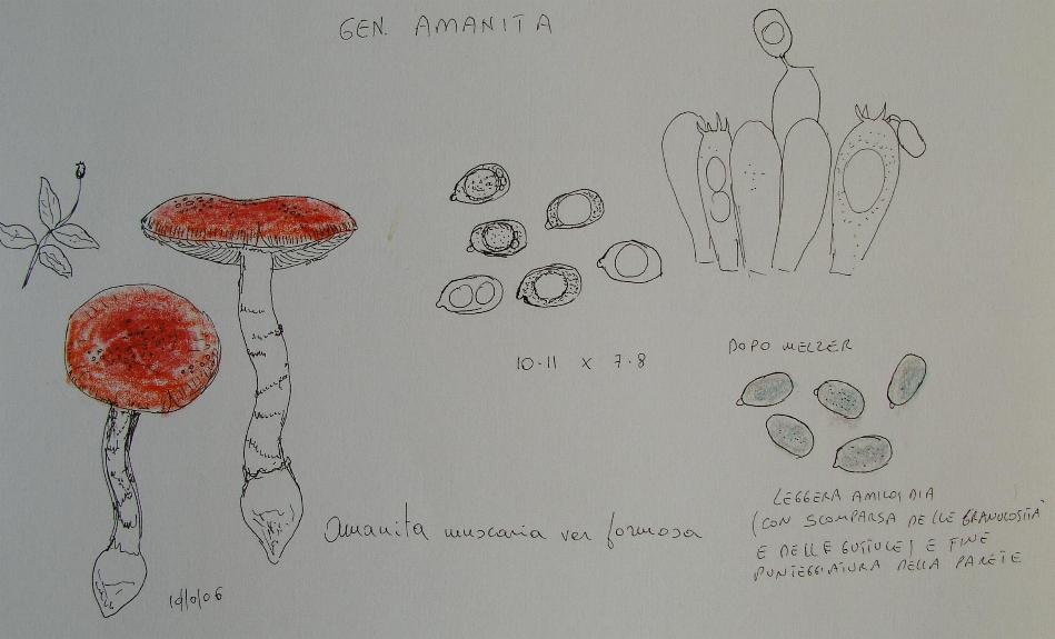 A. muscaria var. formosa